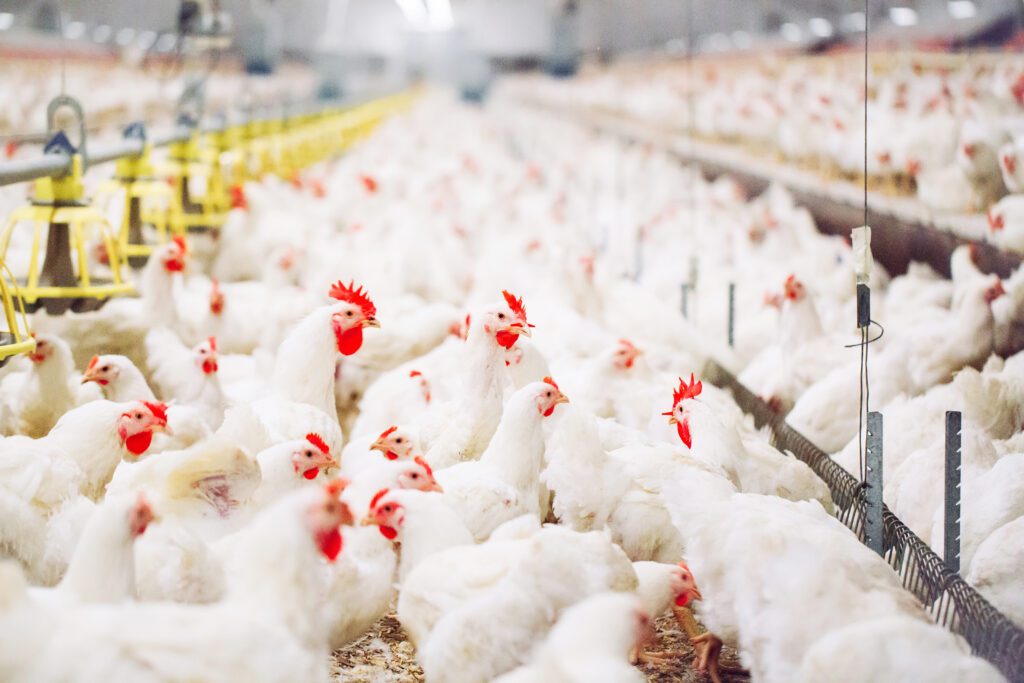 Chickens at a farm