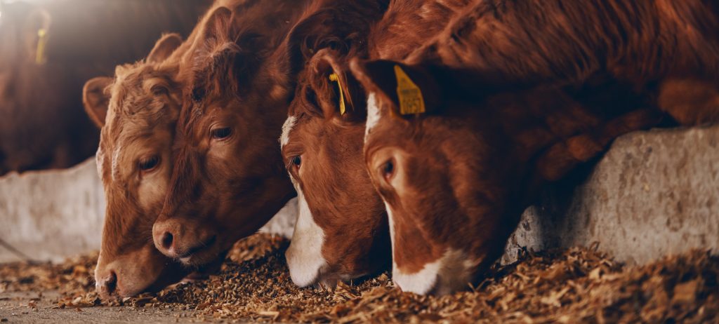 ways to save money on cattle feed