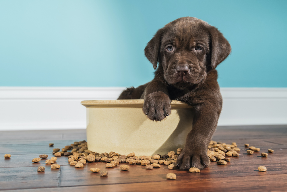 new trends in pet food processing