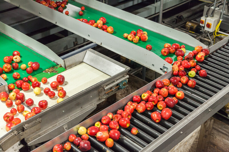 Gala apples on conveyor belt in food processing center