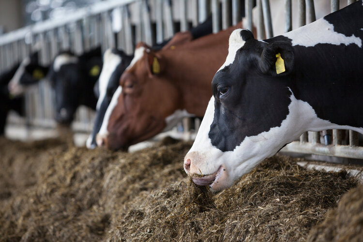 Black, white and brown cows eating animal feed