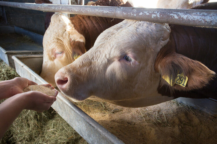 Farmer giving dry food to cows