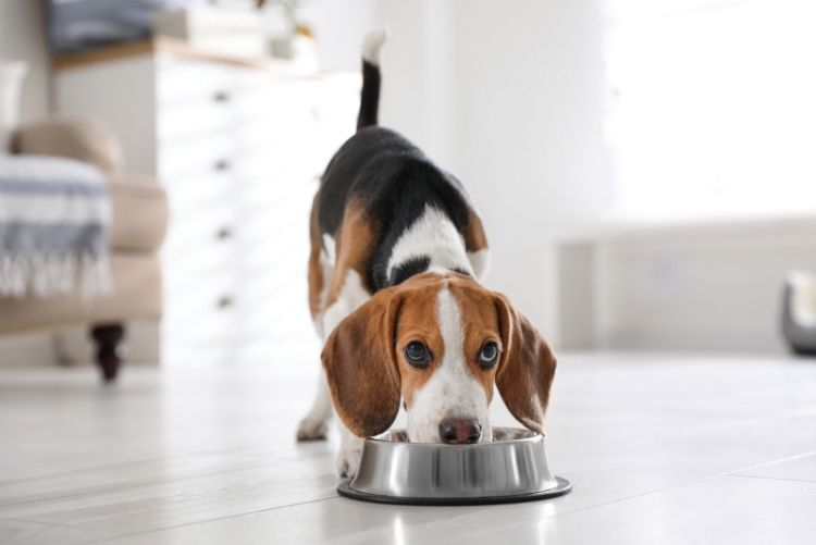 A dog enjoys pet food from a bowl at home. 