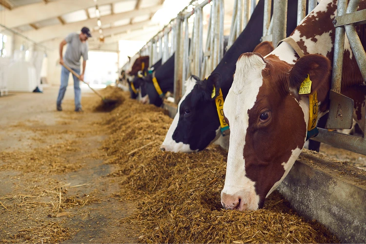 CattlePro automated cattle feed batching system in a manufacturing facility
