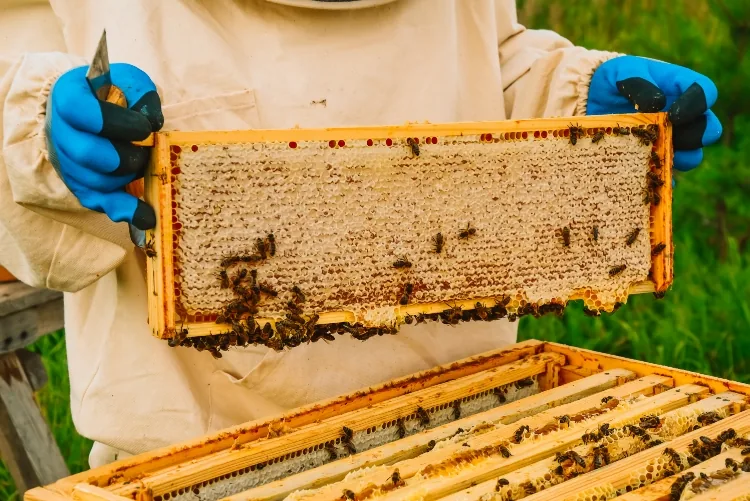 Beekeeper inspecting honeycomb frames at an agricultural operation