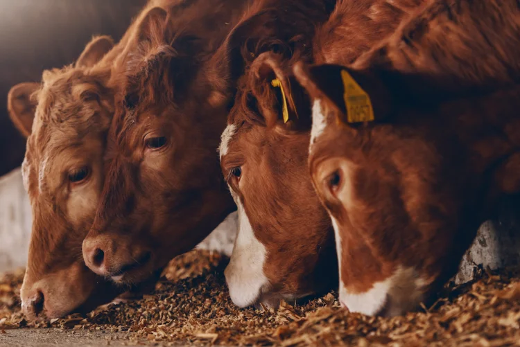Cattle eating feed