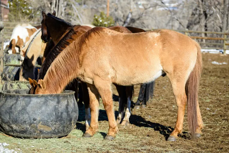 Horses feeding from a round trough at a horse farm