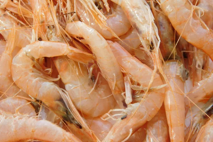Raw shrimp representing aquaculture feed production