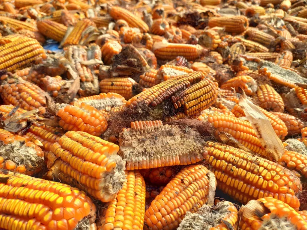 control mycotoxins