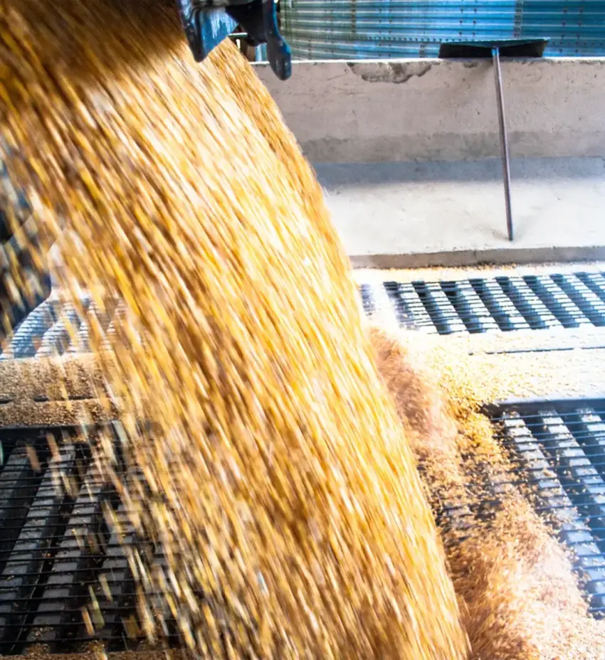 Grain flowing continuously into a bulk material handling system
