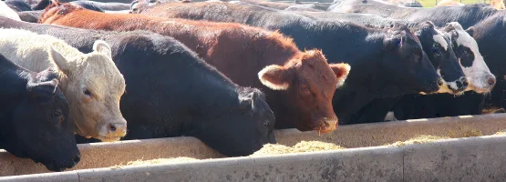 Improving Feedlot Efficiency Through Automation