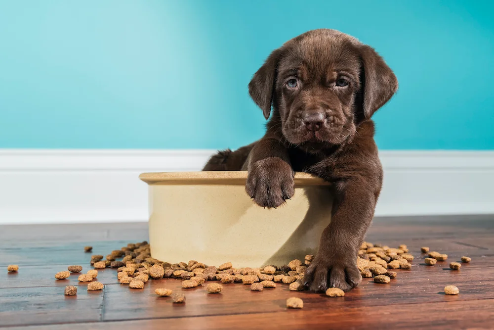 new trends in pet food processing