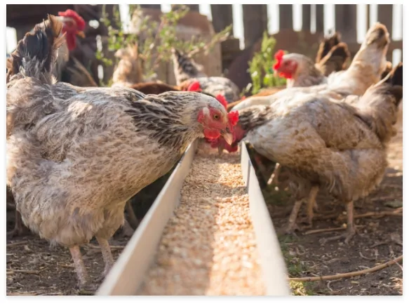 Chickens eating grain from a trough at a poultry farm